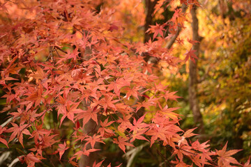 秋の太陽に照らされる真っ赤な紅葉