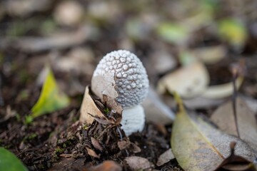 キノコ／土から頭が出たテングタケの新生菌／Amanita ibotengutake 