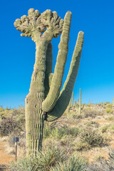 A crested saguaro in the desert, an unusual sight