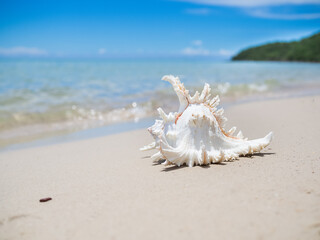 Obraz na płótnie Canvas Sea shell on sand beach with blur image of blue sea and blue sky background.