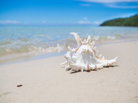 Sea shell on sand beach with blur image of blue sea and blue sky background.