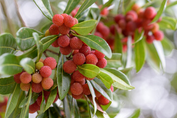 Red fruits of Japanese bayberry, on the branch