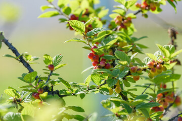 Beginning ripe Nanking cherry fruits, on the branch