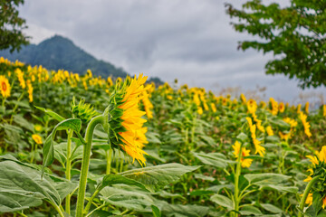 向日葵・ヒマワリ・Sunflower