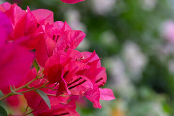 Bougainvillea flowers and bougainvillea plant tree in summer season. This Bougainvillea flowers are pink and purple. Magenta bougainvillea flowers. Postcard or wallpaper texture pattern background.