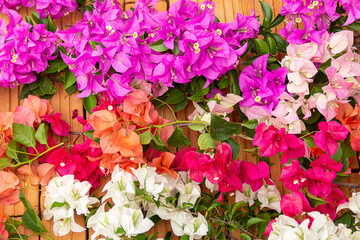 Bougainvillea flowers and bougainvillea plant tree in summer season. This Bougainvillea flowers are pink and purple. Magenta bougainvillea flowers. Postcard or wallpaper texture pattern background.