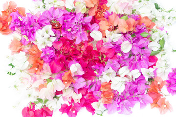 Bougainvillea flowers and bougainvillea plant tree in summer season. This Bougainvillea flowers are pink and purple. Magenta bougainvillea flowers. Postcard or wallpaper texture pattern background.