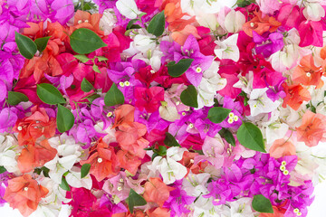 Bougainvillea flowers and bougainvillea plant tree in summer season. This Bougainvillea flowers are pink and purple. Magenta bougainvillea flowers. Postcard or wallpaper texture pattern background.