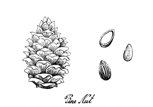 Illustration Hand Drawn Sketch of Pine Cone with Pine Nuts Isolated White Background.
