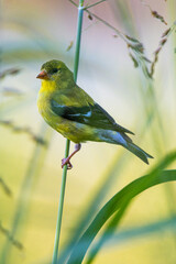 Goldfinch Perched on a Branch - Vertical