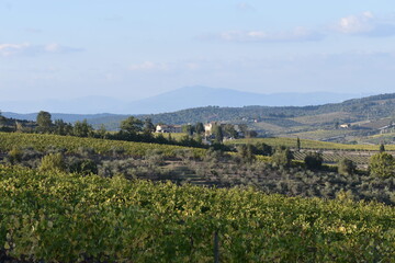 Fototapeta na wymiar The landscape of the autumn vineyard in Tuscany Italy