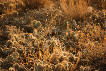 Desert Vegetation and Cacti at Golden Hour Sunset in Southern Colorado