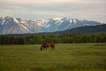 Fototapeta na wymiar Horses in Pasture in Front of Grand Teton Mountains at Sunrise in Wyoming