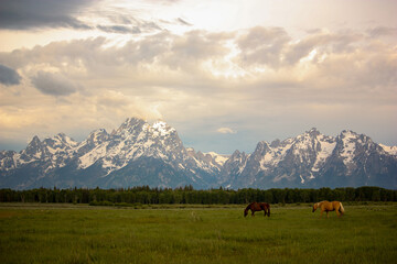 Horses in Pasture in Front of Grand Teton Mountains at Sunrise in Wyoming