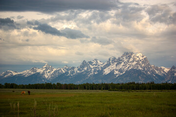 Horses in Pasture in Front of Grand Teton Mountains at Sunrise in Wyoming