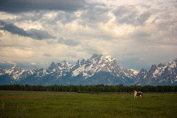 Horses in Pasture in Front of Grand Teton Mountains at Sunrise in Wyoming