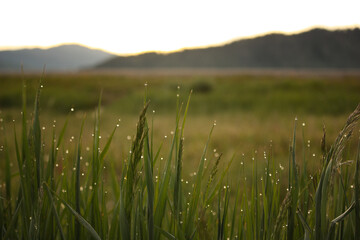 Close up of Dew drops, condensation on blades of grass at sunrise with bokeh in grand tetons, wyoming, landscape