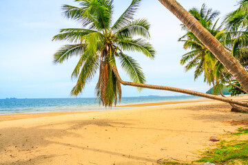 Fototapeta na wymiar Tropical beach scene with palm trees