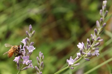 A honeybee stays on purple lavender flower.