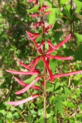 Erythrina herbacea plant in Florida nature, closeup