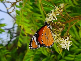 Danaus chrysippus, also known as the plain tiger, African queen,  or African Monarch, is a medium-sized butterfly widespread in Asia, Australia and Africa.