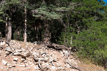 Interesting roots and rocks in Cimarron Canyon State Park in New Mexico
