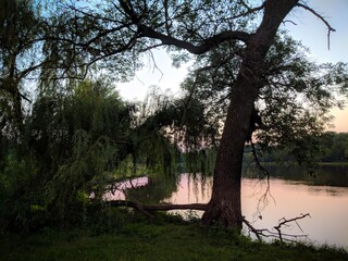 Silhouette of a tree by the river at sunset