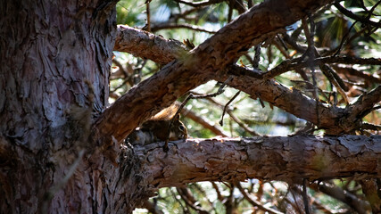 Obraz premium Red Squirrel Hiding on Pine Branch
