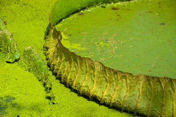 Santa Cruz Waterlily in the pond.