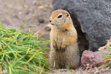 Naklejka na ściany i meble Arctic ground squirrel, carefully looking so as not to fall into jaws of predatory beasts. Close-up portrait wild animal of genus rodents of squirrel family. Asia, Russian Far East, Kamchatka Region.