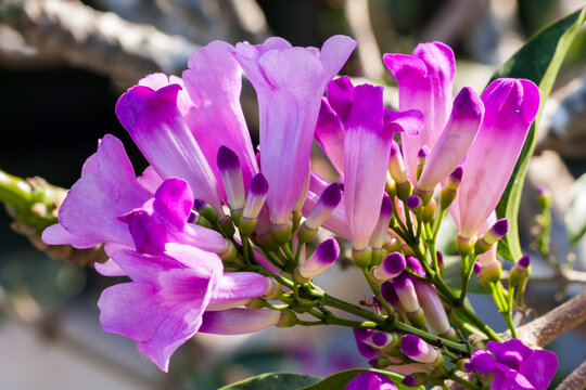 Purple flowers of the Garlic Vine