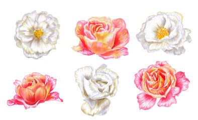 Set of watercolor roses.A collection of cute red, yellow and white roses. Hand-drawn Botanical illustration.Hand-drawn floral elements isolated on a white background.For wedding decoration invitations