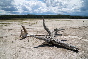 Large logs of petrified wood in the geothermal geyser area of the Fountain Paint Pots in Yellowstone National Park