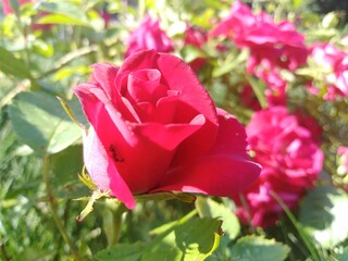 Róża ogrodowa ©  Przyroda 