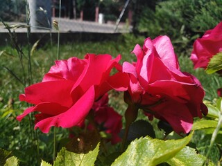 Róża ogrodowa
