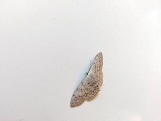 Wątlak nawrzosak (Scopula immorata) ©  Przyroda 