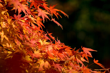 春は桜、秋は紅葉と日本を代表するふたつの風物詩