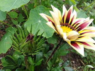 Obraz premium Gazania (Gazania gaertn)