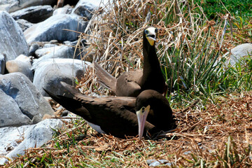 caravelas, bahia / brazil - september 10, 2008: bird atoba is seen on an island in the Parque...