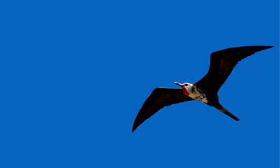 caravelas, bahia / brazil - september 10, 2008: frigate bird is seen on an island in the Parque...