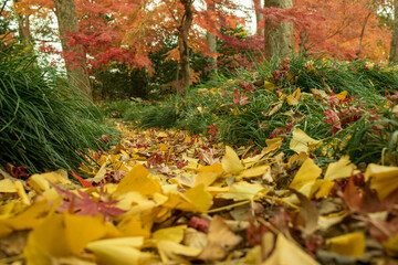 イチョウの葉の輝くような黄色は秋の彩