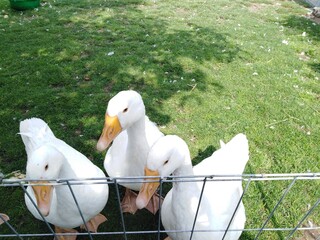 Gęś biała kołudzka (anser domesticus) ©  Przyroda 