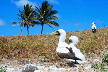 caravelas, bahia / brazil - september 10, 2008: bird atoba is seen on an island in the Parque...