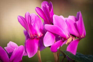 pink cyclamen flower on blurred green background