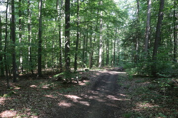 ungepflasterter Waldweg Weg im Wald