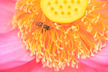honeybee on lotus flower in Japan