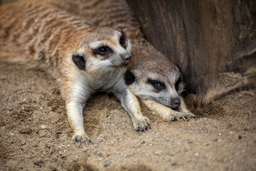 つぶらな瞳のミーアキャット