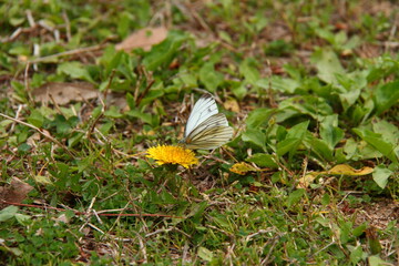 蝶とタンポポ01