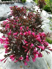 very beautiful Bush Weigela florida Alexandra with maroon foliage and lots of delicate pink flowers. Flower Wallpaper