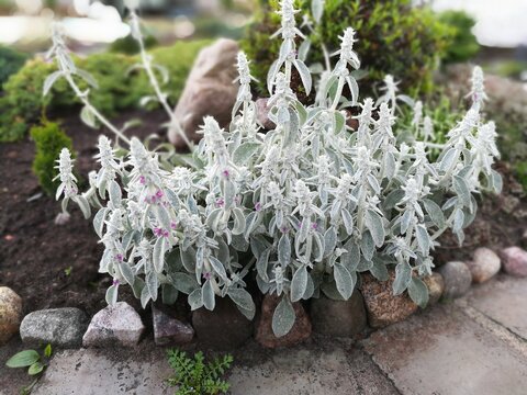 Stachys byzantina or lamb Ears with fluffy silvery hairy leaves 